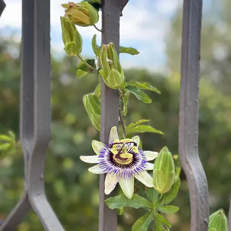 La Veranda Bed & Breakfast Licata