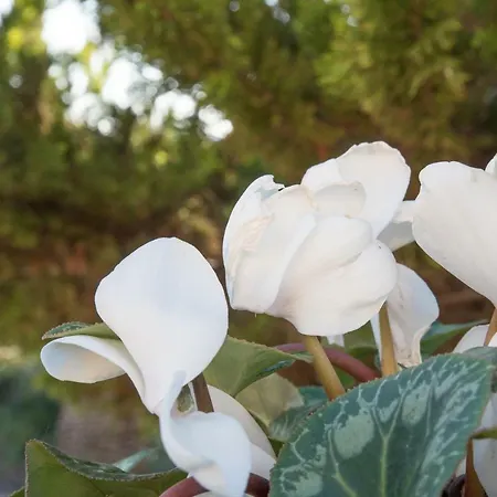 Bed & Breakfast La Veranda Licata