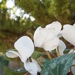 Bed & Breakfast La Veranda Licata